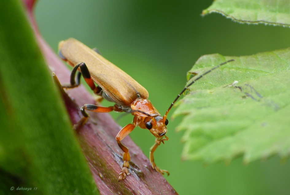 Rood Soldaatje - Geleedpotigen - 