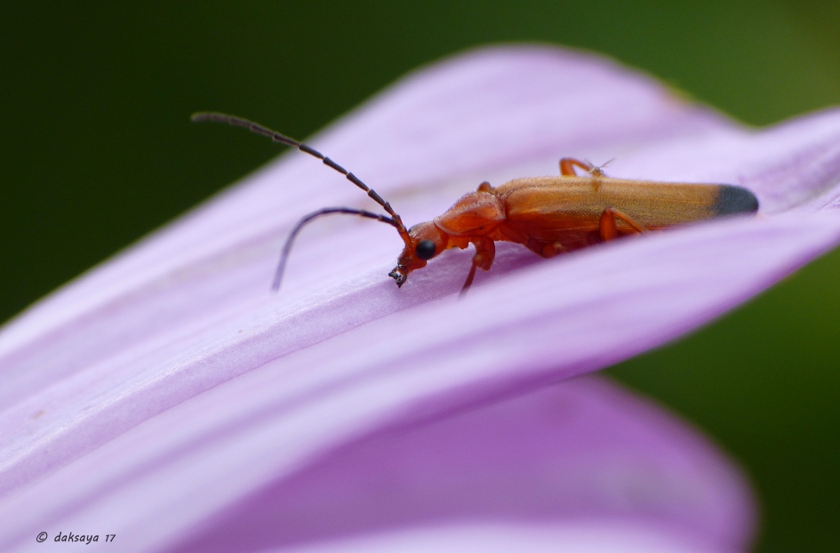 Rood Soldaatje - Geleedpotigen - 