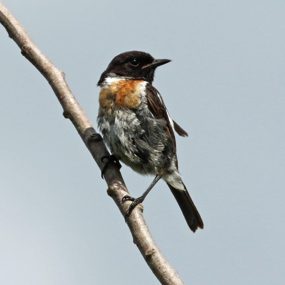 Roodborsttapuit - Vogels - 