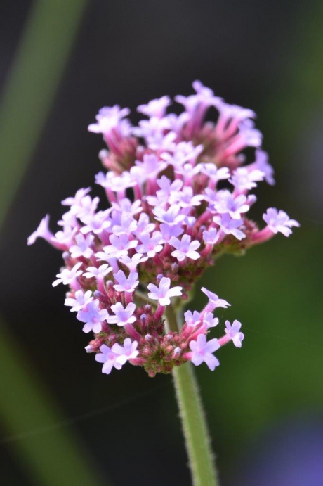 Verbena