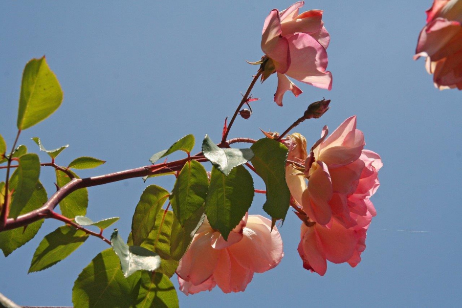 Roze rozen - Planten - 