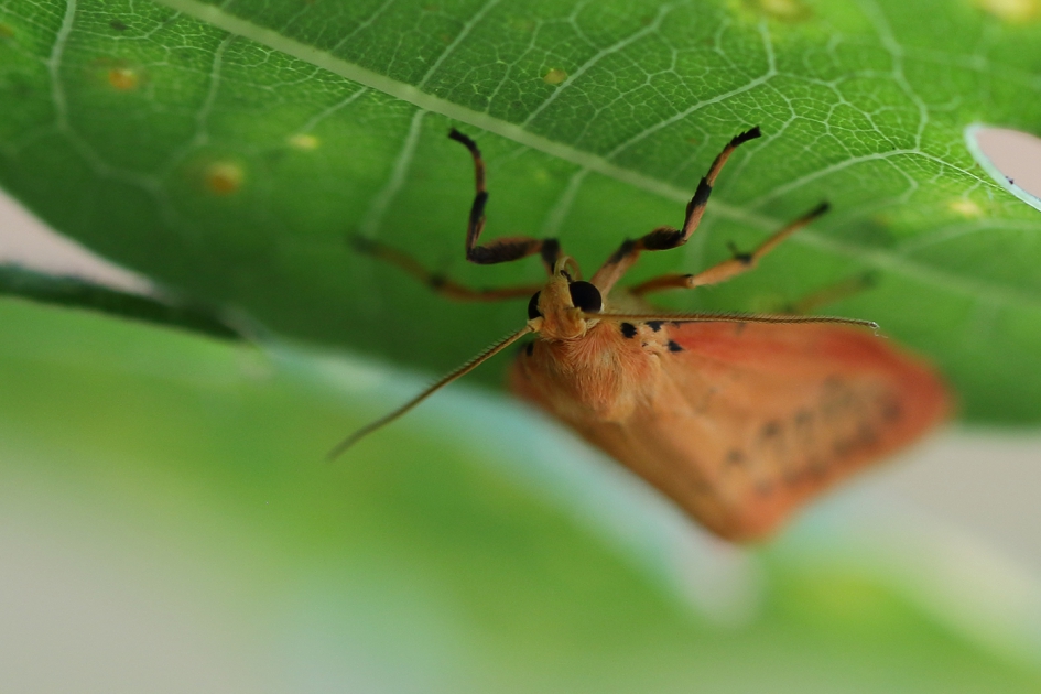 rozenblaadje - Geleedpotigen - 