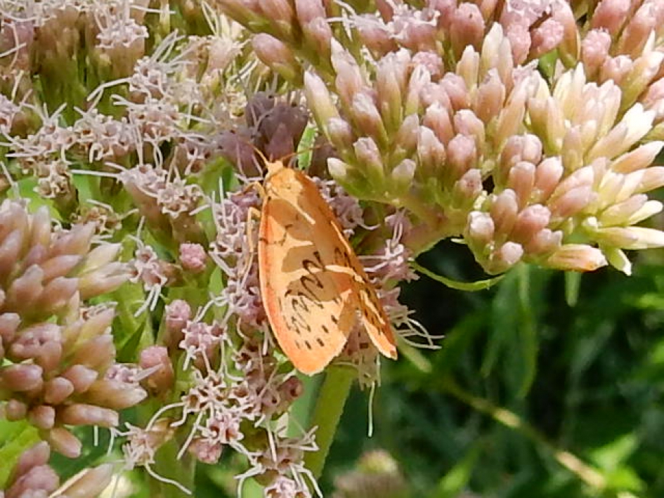 Rozenblaadje - Geleedpotigen - Rozenblaadje