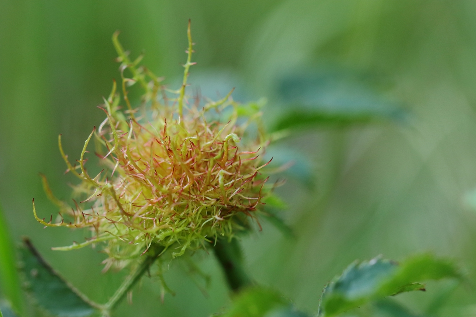 rozenmosgalwesp - Geleedpotigen - 