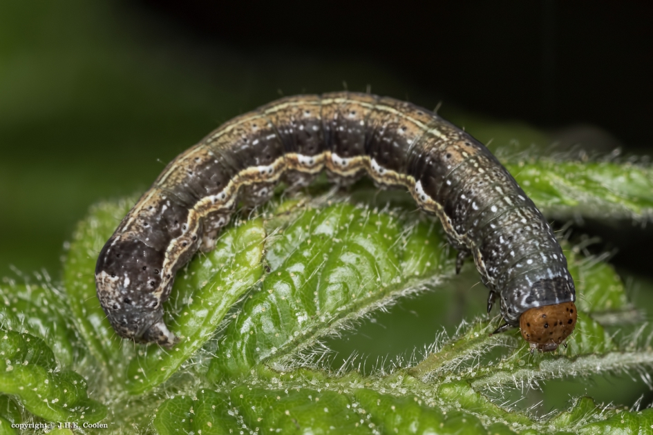 Rups - Geleedpotigen - Rups