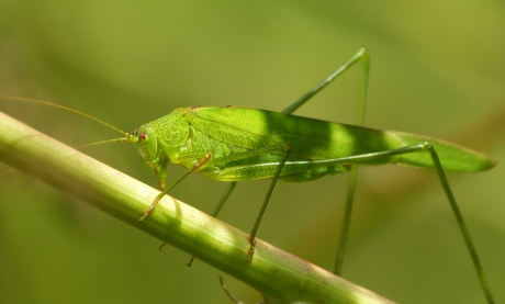 Sikkelsprinkhaan