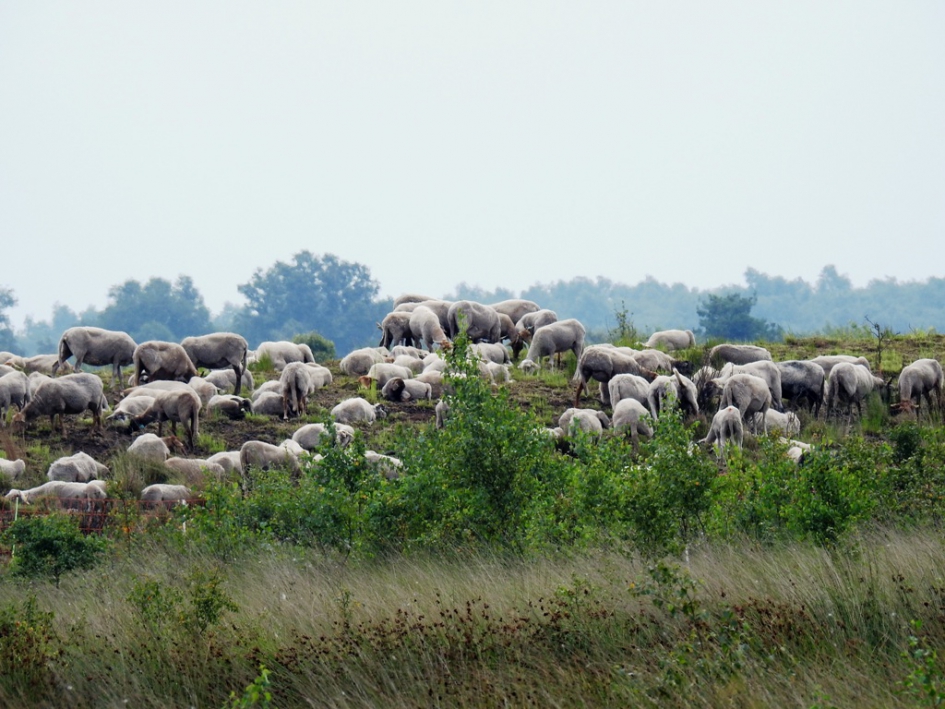 Schapen grazen in de Engbertdijksvenen - Weer en landschap - 