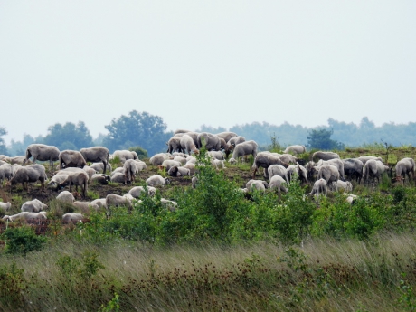 Schapen grazen in de Engbertdijksvenen