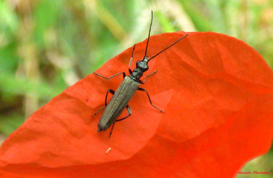 Schijnboktor op klaproos - Geleedpotigen - Schijnboktor