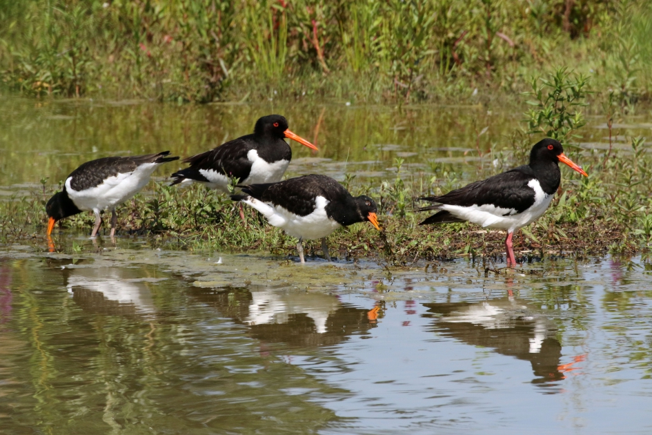 Scholeksters - Vogels - 