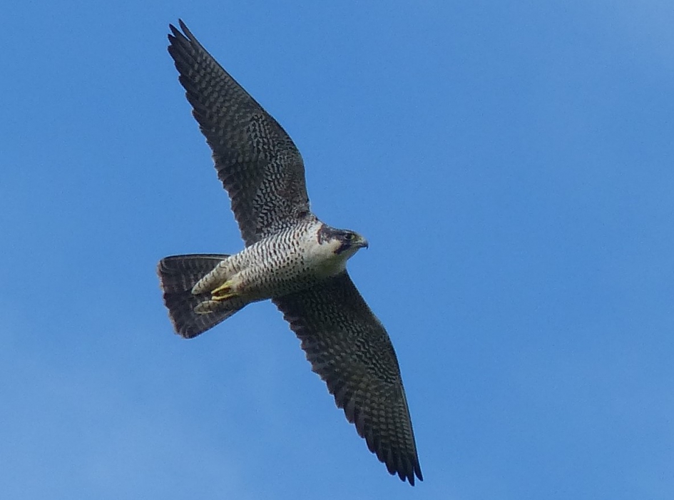 slechtvalk - Vogels - slechtvalk