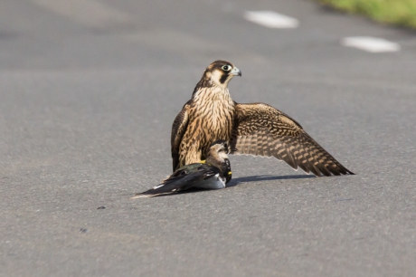 Slechtvalk met prooi