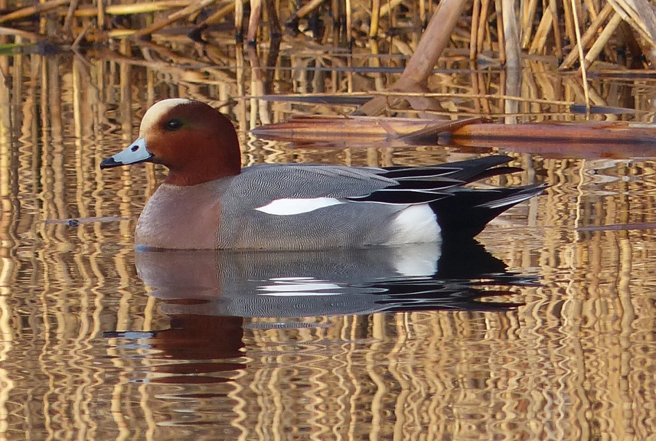 smient - Vogels - smient