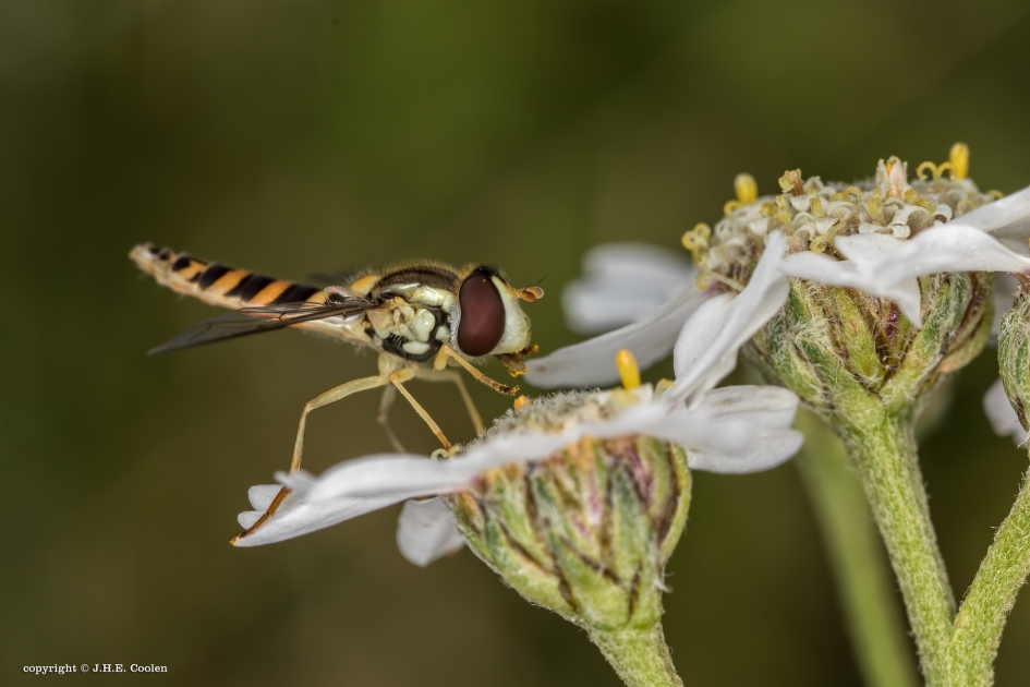 Smikkelen - Geleedpotigen - Langlijfje