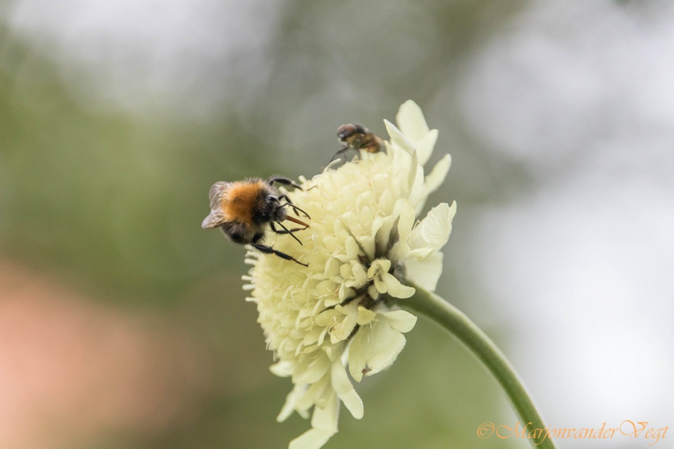 Lang tong - Geleedpotigen - Hommel