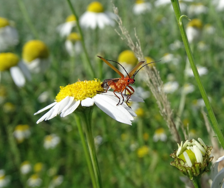 Soldaatje - Geleedpotigen - Kleine rode weekschildkever