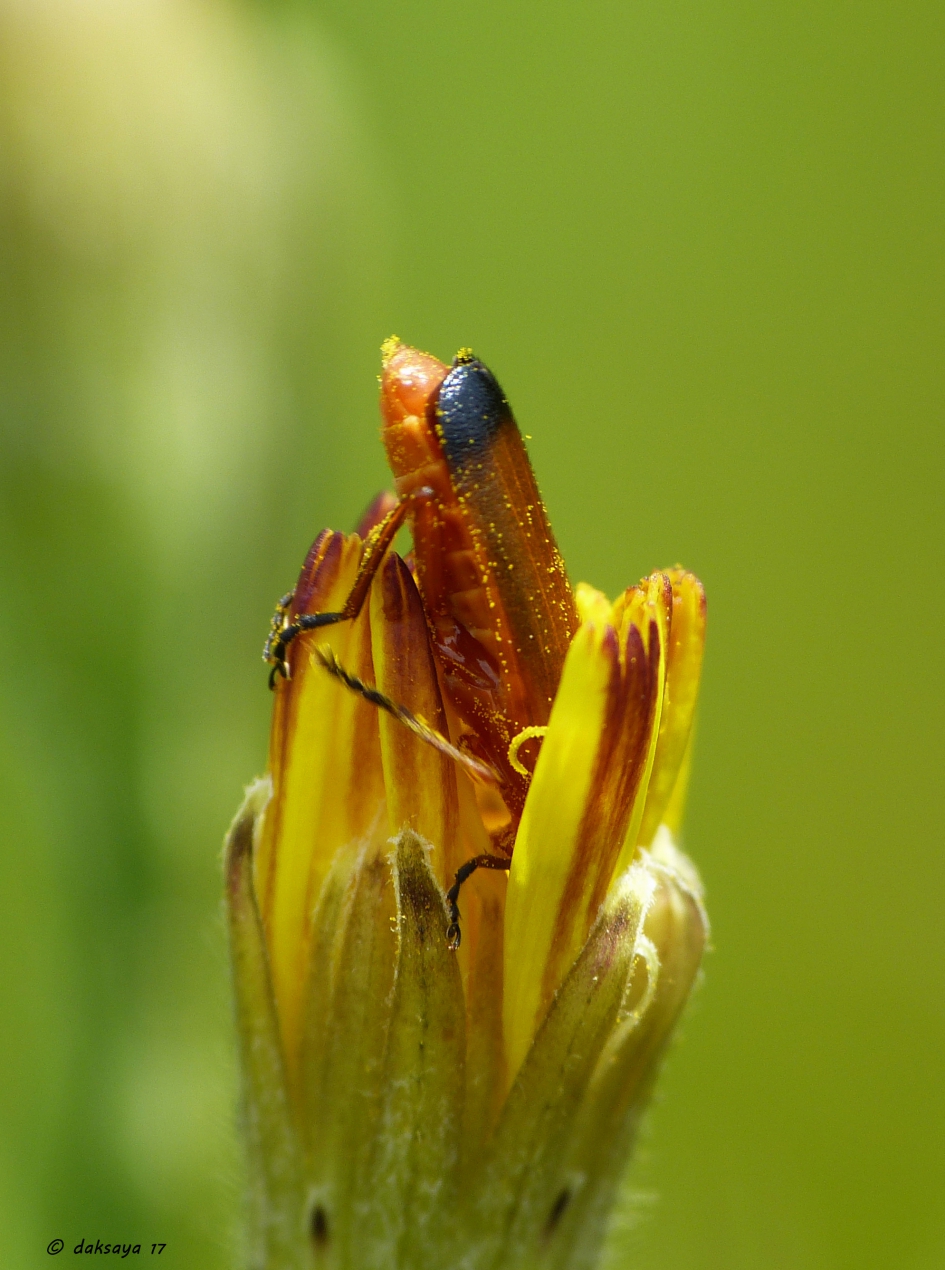 Struisvogelpolitiek - Geleedpotigen - 