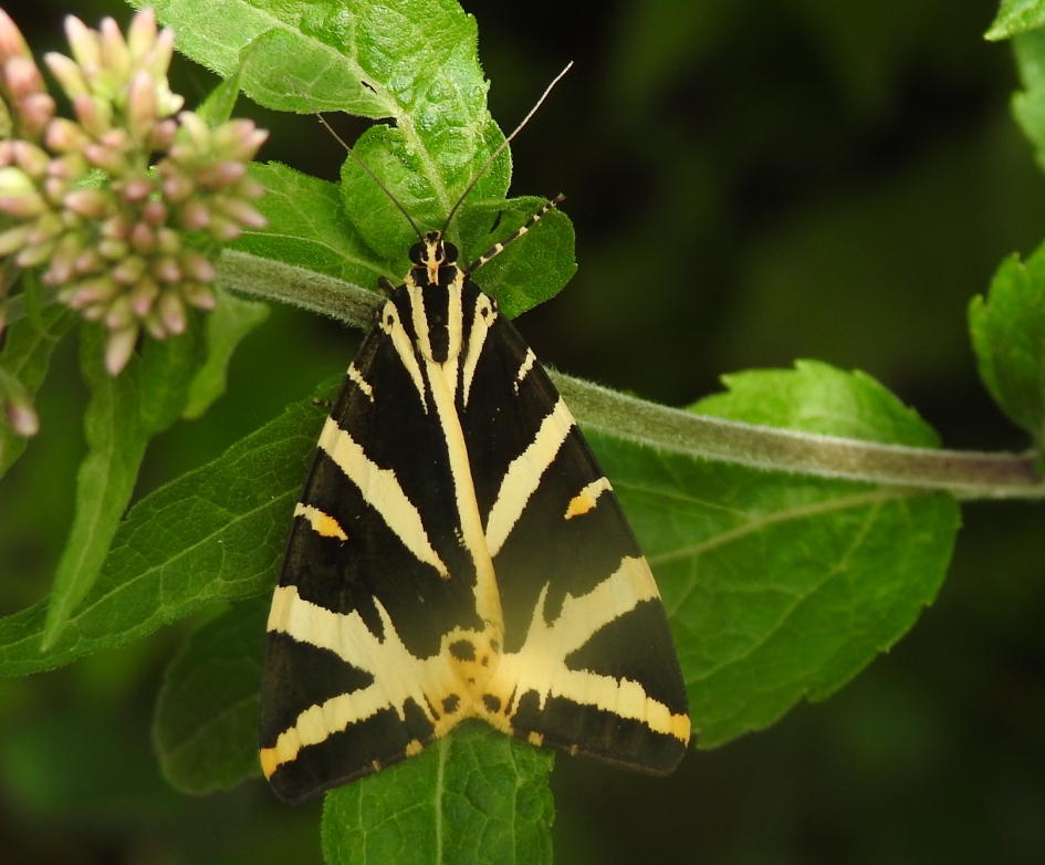 Spaanse vlag deel 1 - Geleedpotigen - Spaanse vlag