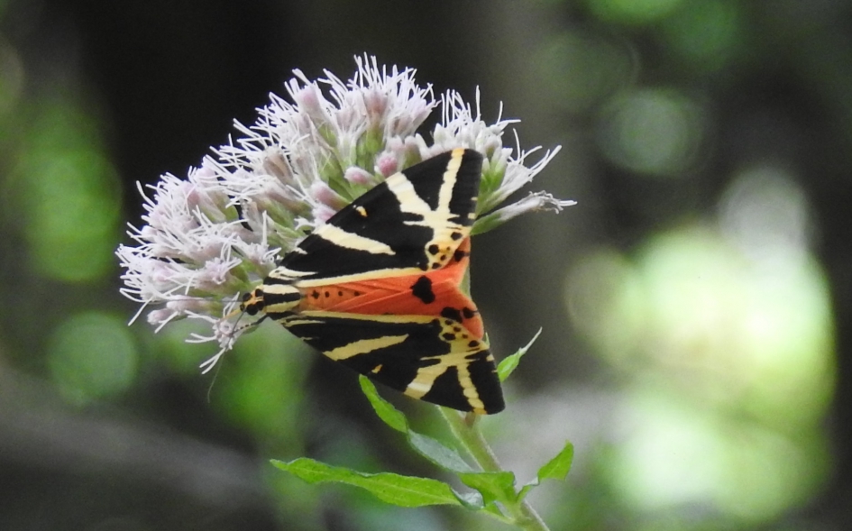 Spaanse vlag deel 2 - Geleedpotigen - Spaanse vlag