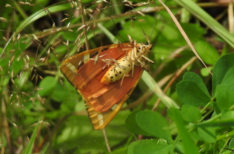 Spaanse vlag deel 3 - Geleedpotigen - Spaanse vlag