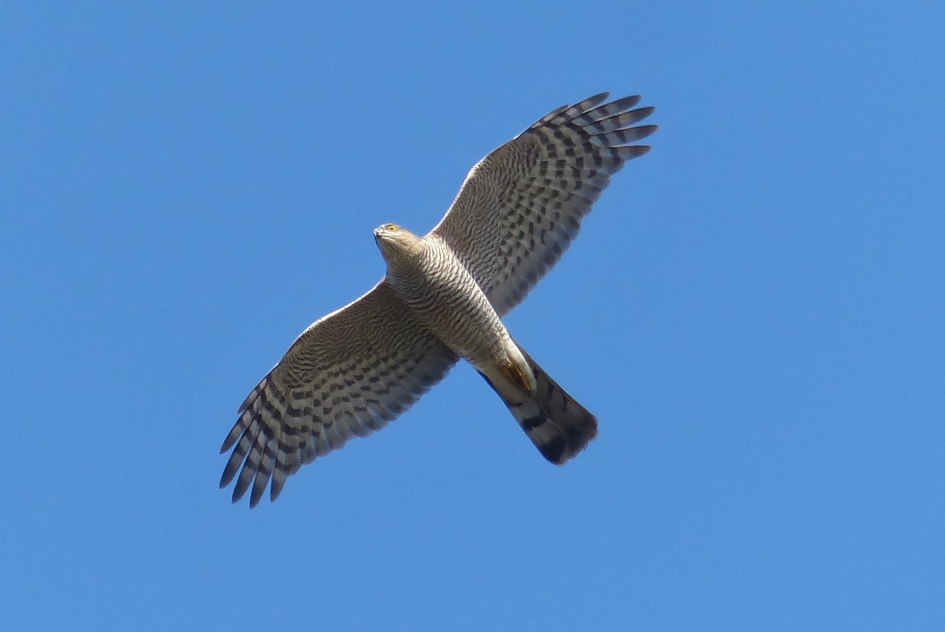 sperwer - Vogels - sperwer