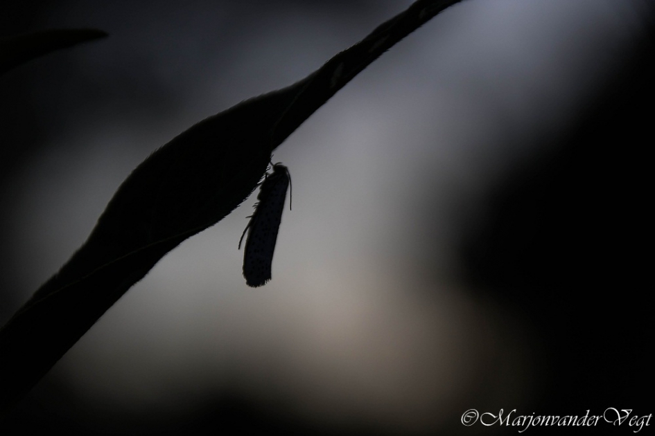 Spinselmot - Geleedpotigen - Spinselmot