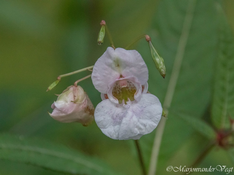 Springbalsemien - Planten - Spring balsemien