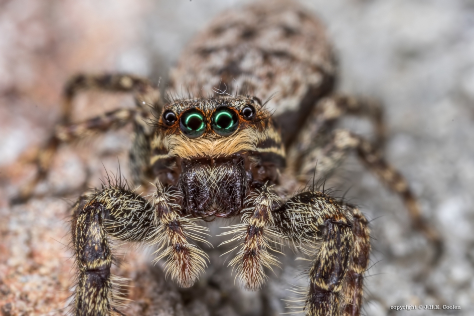 Springspin Genus Marpissa - Geleedpotigen - Springspin