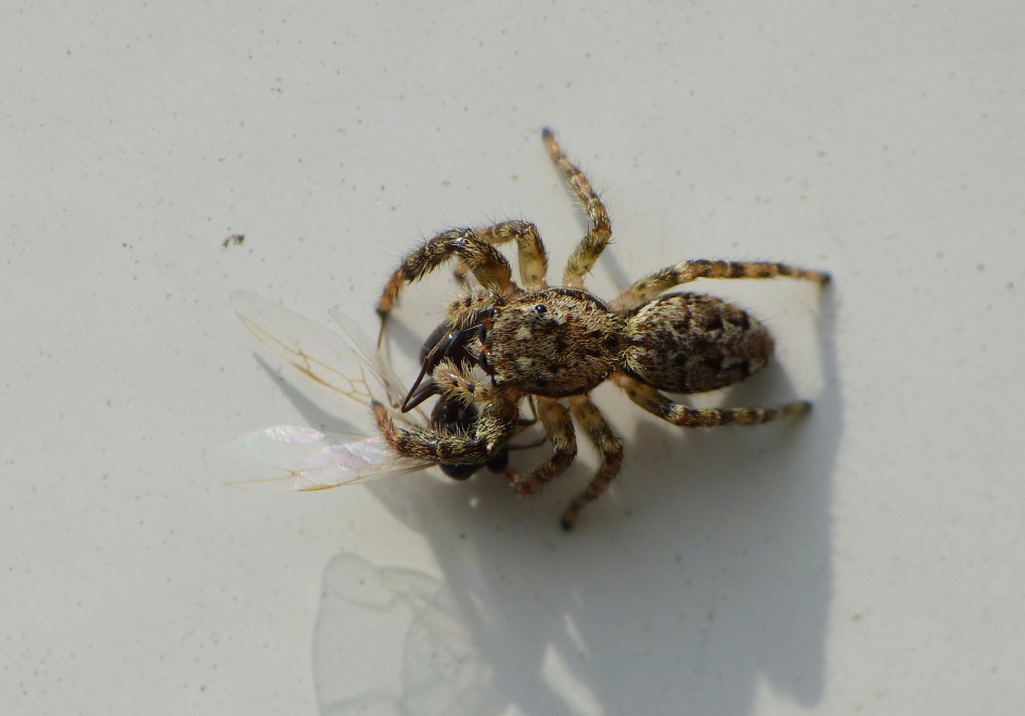 Springspin met prooi - Geleedpotigen - 