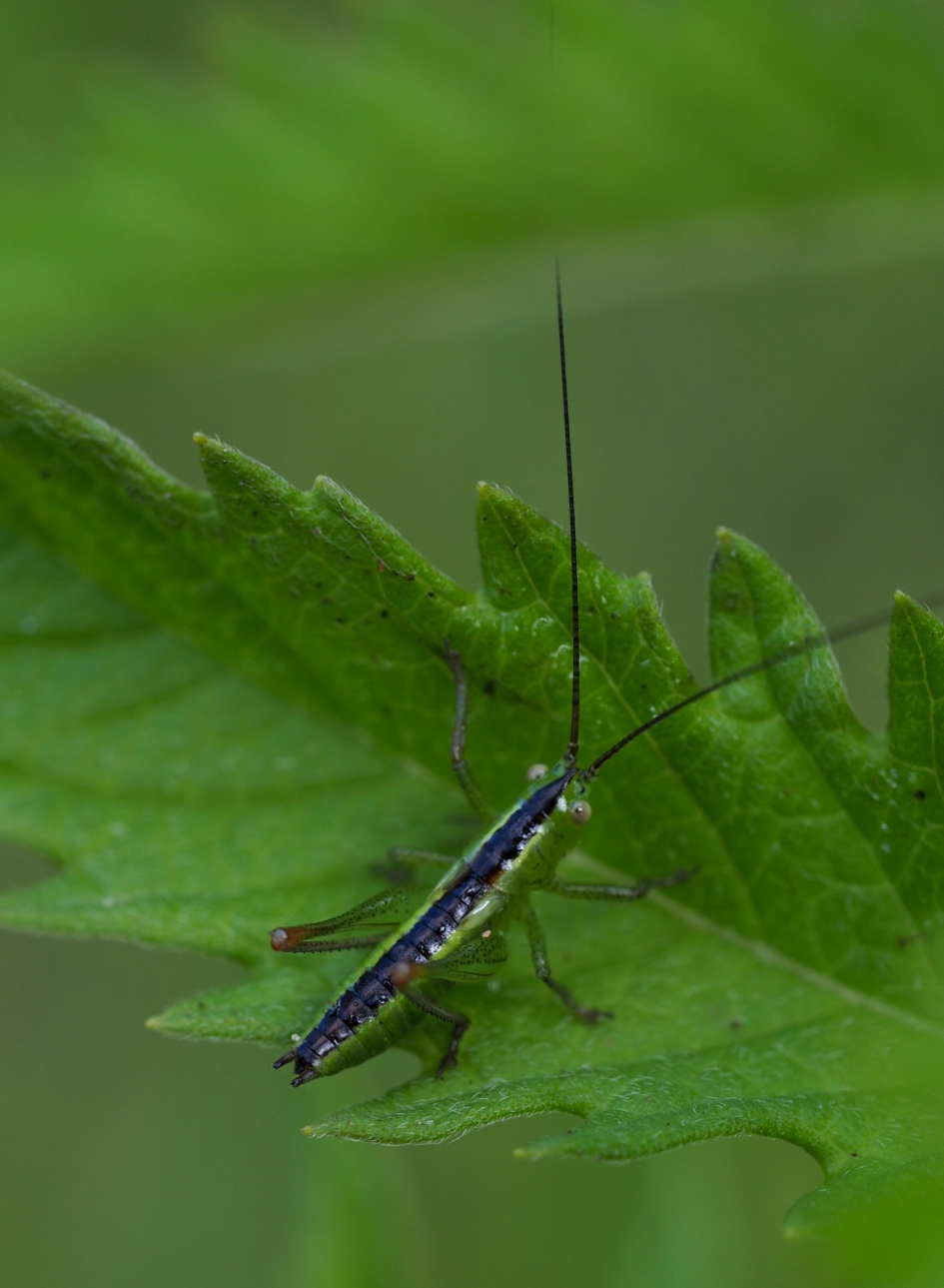 Sprinkhaan - Geleedpotigen - 