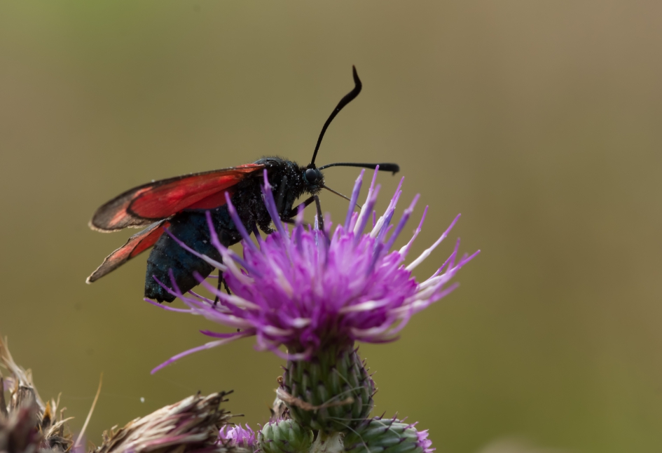 St. Jansvlinder op distel - Geleedpotigen - St. Jansvlinder