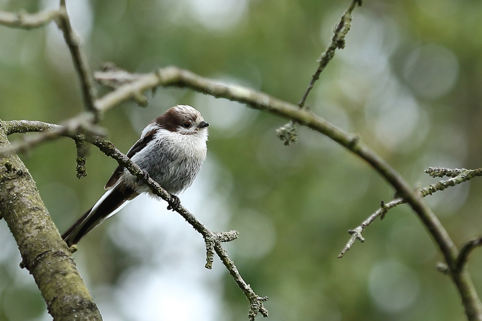 staartmees - Vogels - 