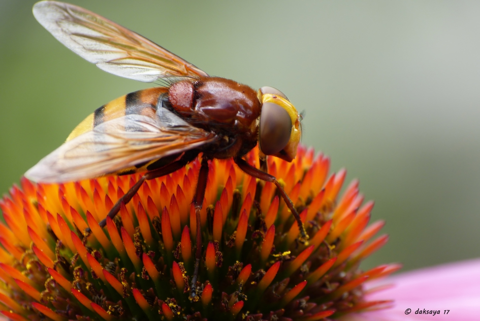 Stadsreus - Geleedpotigen - Stadsreus