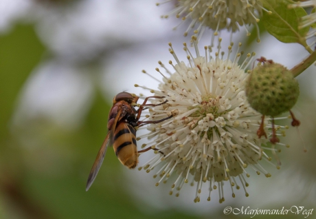 Stadsreus op Kogelbloem