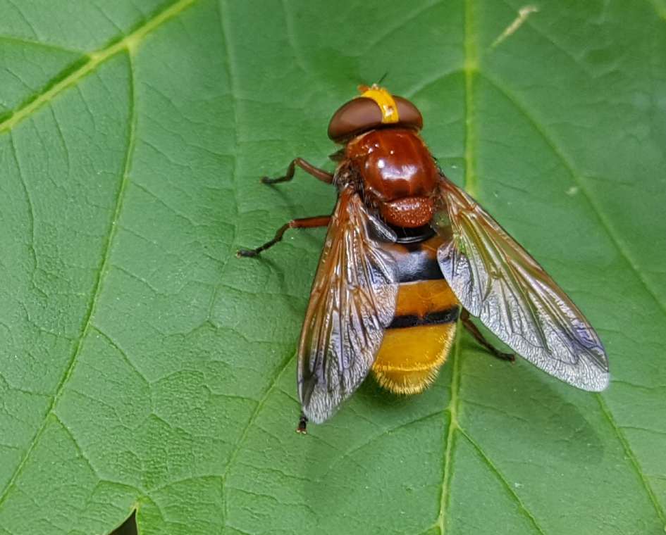 Stadsreus (Volucella zonaria) Zweefvlieg - Overig - Stadsreus of hoornaarzweefvlieg