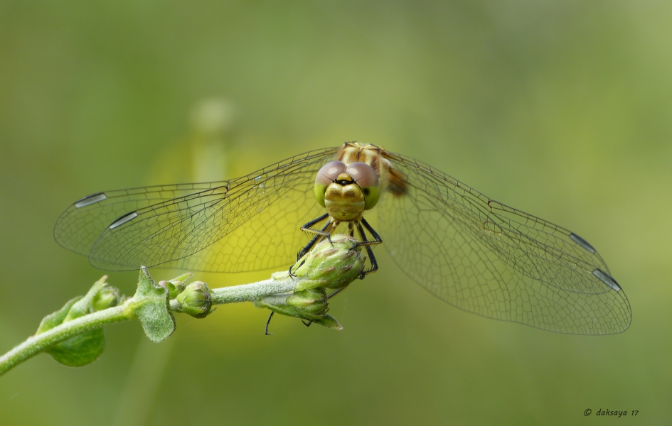 Steenrode heidelibel - Geleedpotigen - 