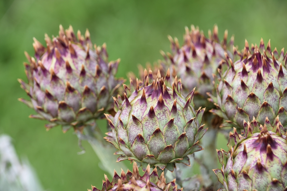 Stekelig - Planten - 