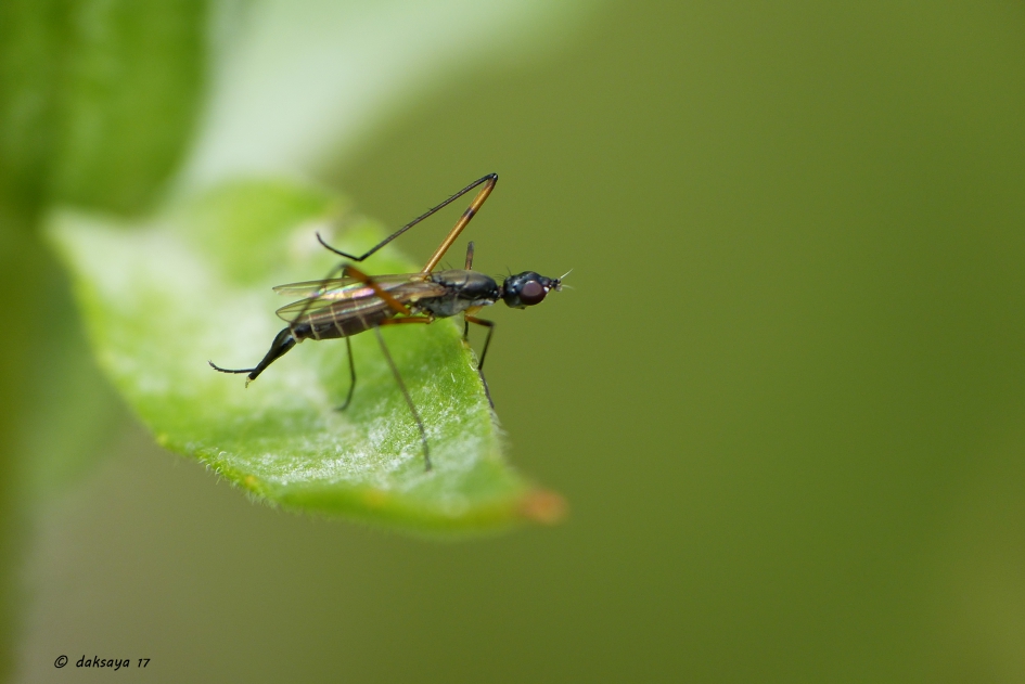 Steltvlieg - Geleedpotigen - 