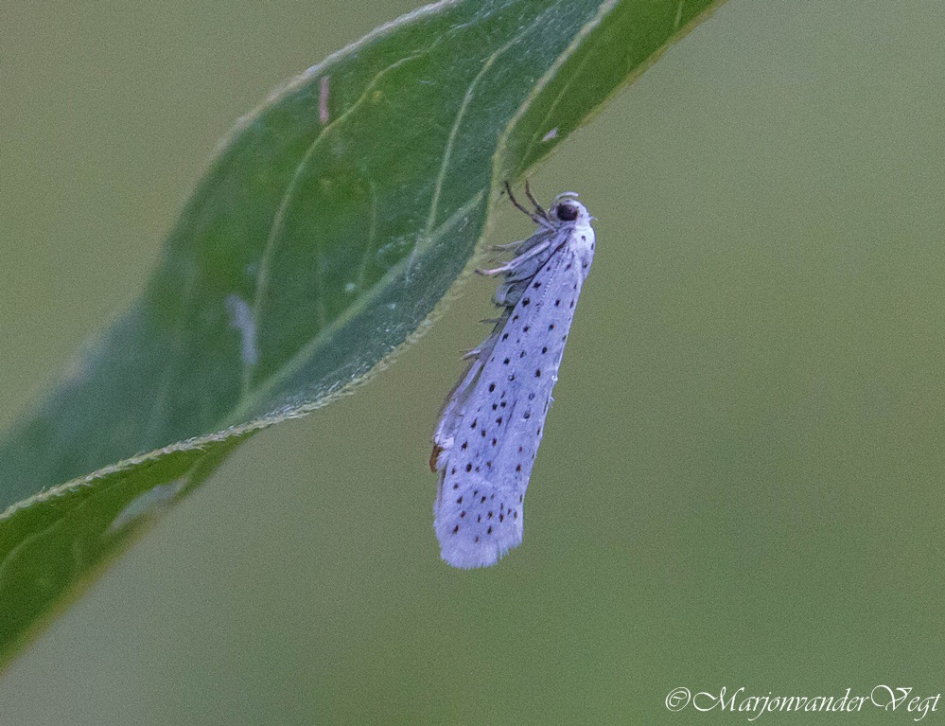 Stippelmot - Geleedpotigen - Spinselmot