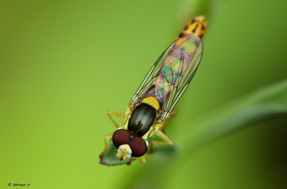 Strak lichaam - Geleedpotigen - Grote langlijf