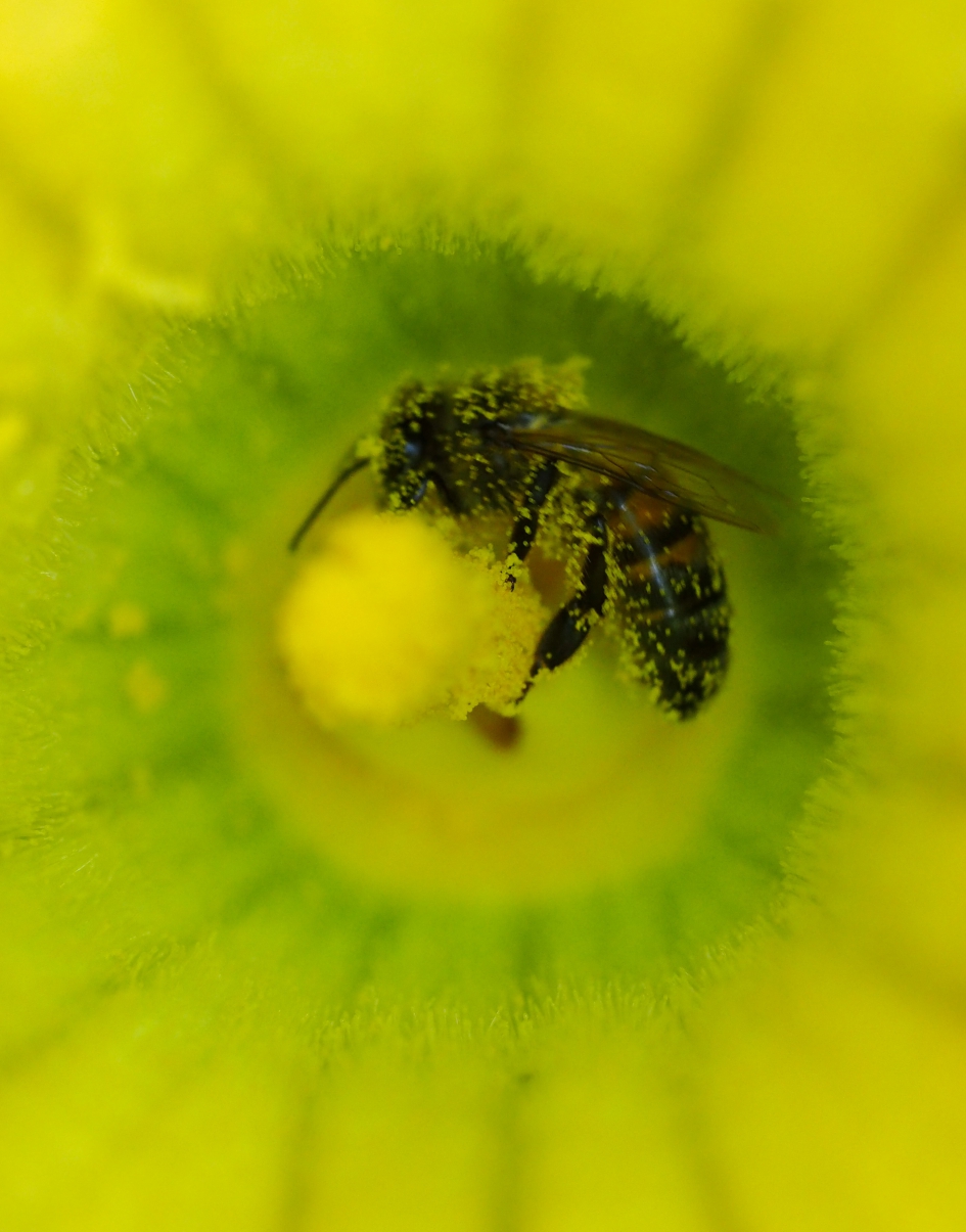 Stuifmeelbad - Geleedpotigen - 