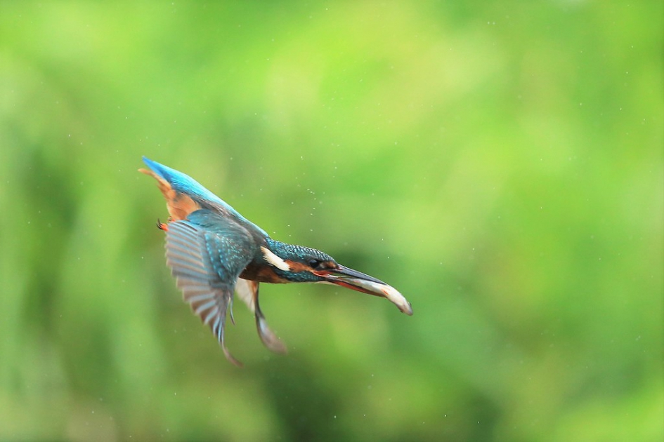 The Kingfisher - Vogels - IJsvogel