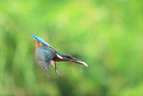 The Kingfisher