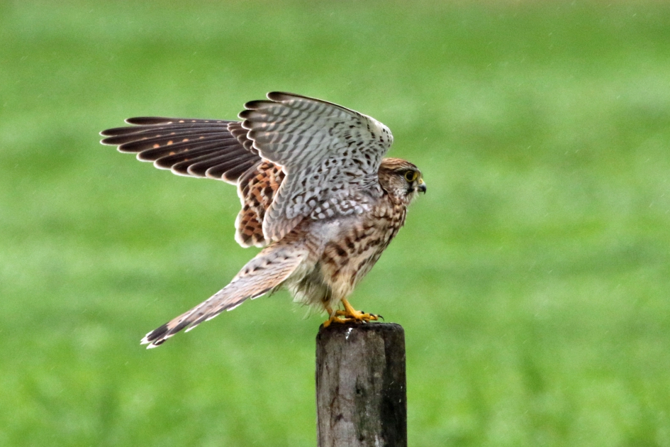 Torenvalk - Vogels - 