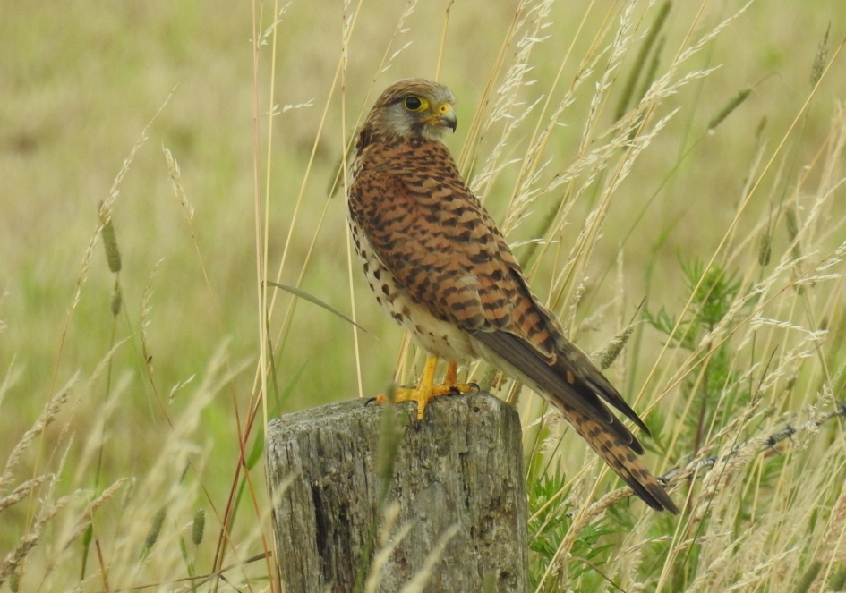 Torenvalk kijkt om - Vogels - Torenvalk