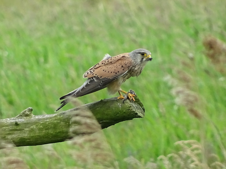 Torenvalk met prooi - Vogels - Torenvalk