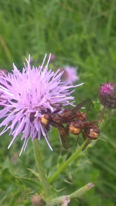 trio op distel
