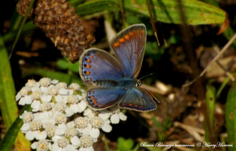 tussenvorm blauwtje - bruin blauwtje