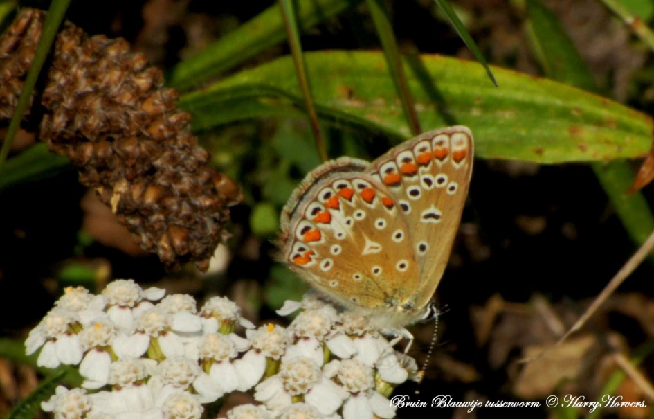 tussenvorm blauwtje - bruin blauwtje - Geleedpotigen - 
