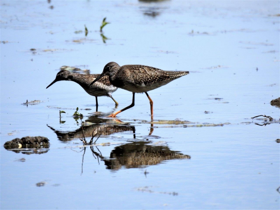 twee in een - Vogels - Bosruiter /tureluur